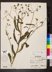 Verbesina alternifolia image