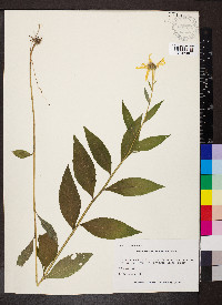 Verbesina helianthoides image