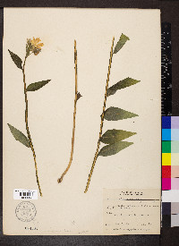 Verbesina helianthoides image