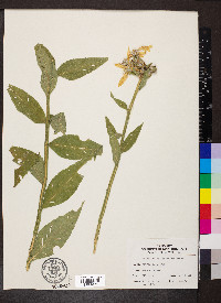 Verbesina helianthoides image