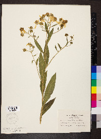 Verbesina alternifolia image