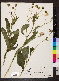 Verbesina alternifolia image