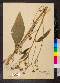 Verbesina alternifolia image