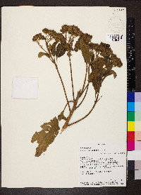Verbesina arborea image