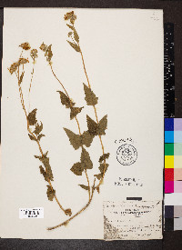 Verbesina chihuahuensis image