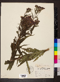 Vernonia fasciculata image