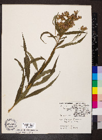 Vernonia fasciculata image