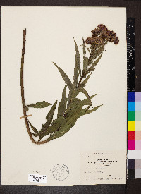 Vernonia fasciculata image