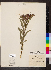 Vernonia fasciculata image