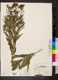 Vernonia fasciculata image