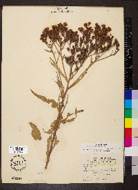 Vernonia missurica image