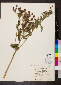 Vernonia missurica image
