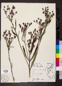 Vernonia missurica image