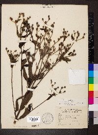 Vernonia missurica image