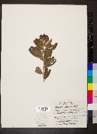 Vernonia missurica image