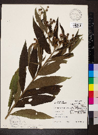 Vernonia baldwinii image