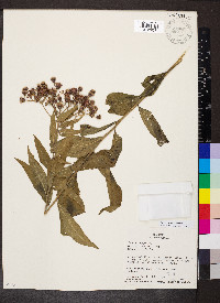 Vernonia baldwinii image