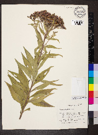 Vernonia baldwinii image