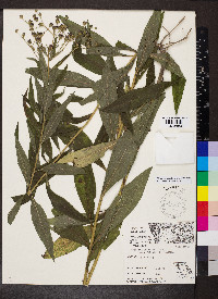 Vernonia baldwinii image