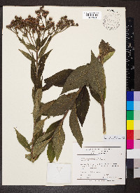 Vernonia baldwinii image