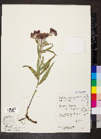 Vernonia fasciculata image