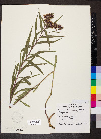 Vernonia fasciculata image