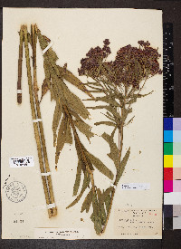 Vernonia fasciculata image
