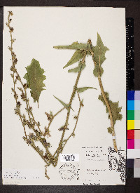 Cichorium intybus image