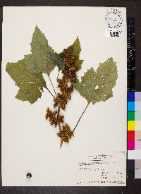 Xanthium strumarium var. glabratum image