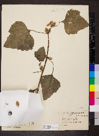 Xanthium strumarium var. glabratum image