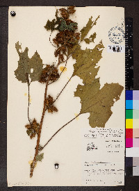 Xanthium strumarium var. glabratum image