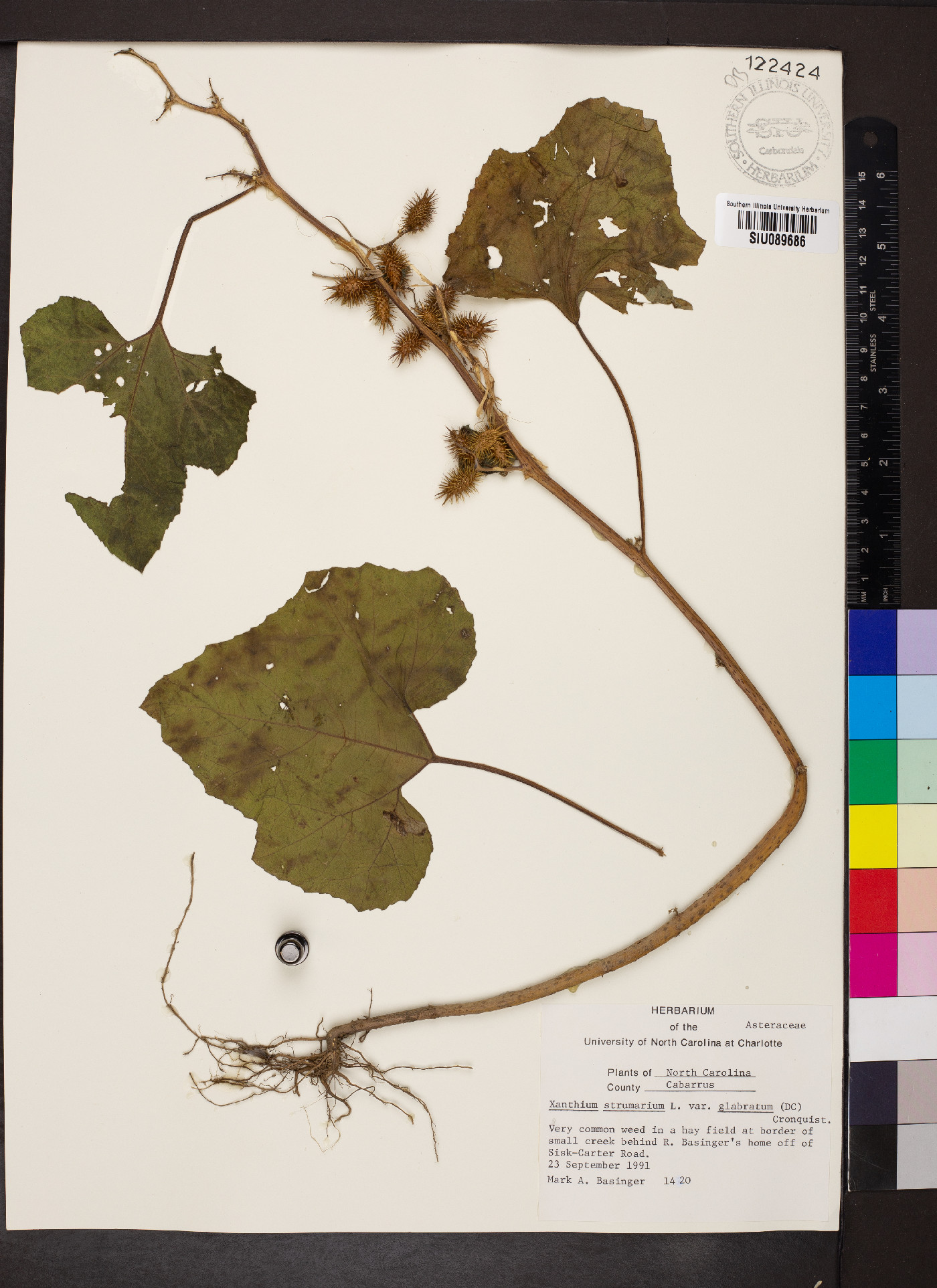 Xanthium strumarium var. glabratum image