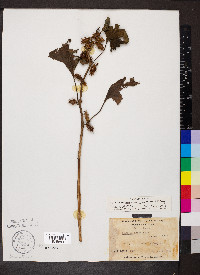 Xanthium strumarium var. glabratum image