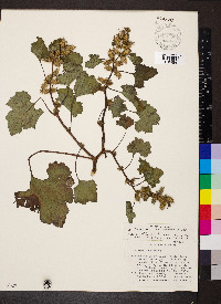 Xanthium strumarium var. glabratum image