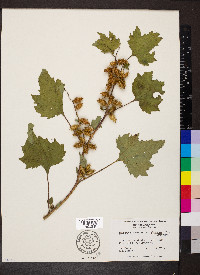 Xanthium strumarium var. glabratum image