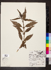 Urtica dioica image