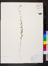 Triodanis perfoliata var. biflora image