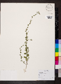 Triodanis perfoliata var. biflora image