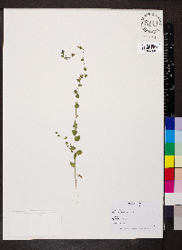 Triodanis perfoliata var. biflora image