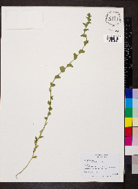 Triodanis lamprosperma image