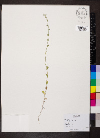 Triodanis perfoliata var. biflora image