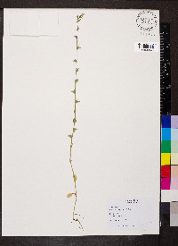 Triodanis perfoliata var. biflora image