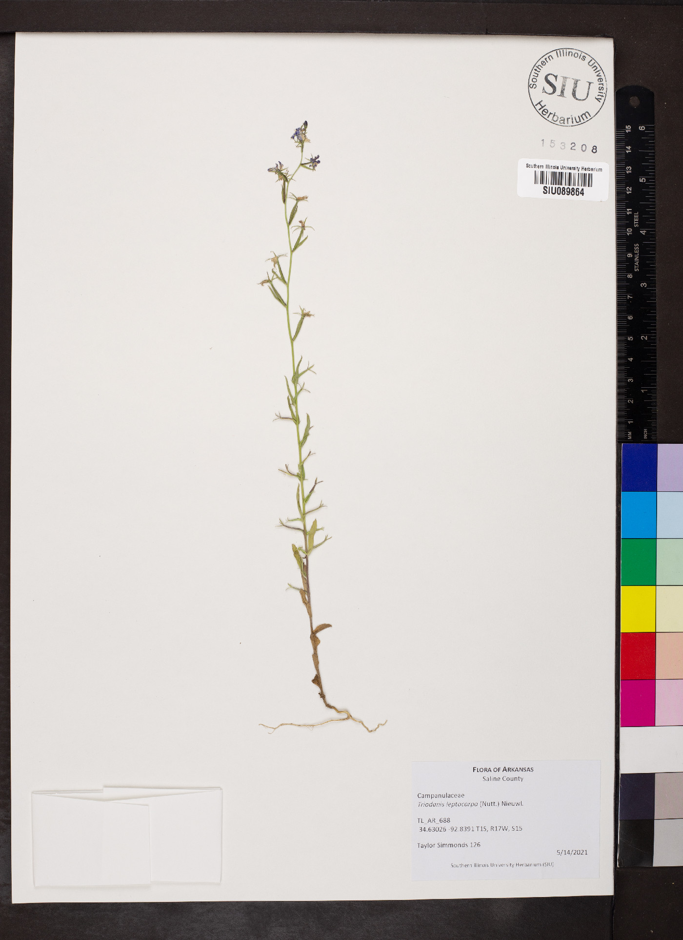 Triodanis leptocarpa image