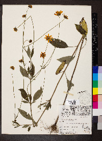 Coreopsis pubescens var. pubescens image