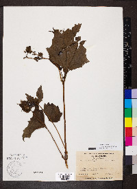 Smallanthus uvedalius image