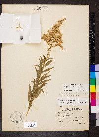 Solidago altissima var. altissima image