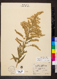 Solidago altissima var. altissima image