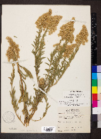 Solidago altissima var. altissima image