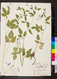 Thaspium trifoliatum var. trifoliatum image