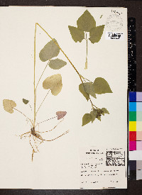 Thaspium trifoliatum image
